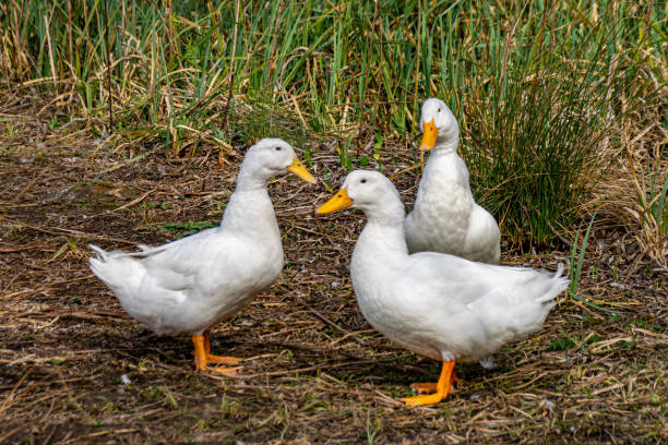 istock Aylesbury (also known as Long Island, American Pekin or Pekin) ducks standing on rural footpath 1163754478