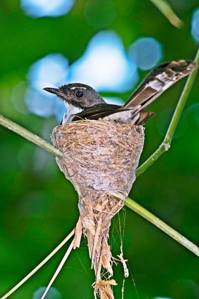 istock Bird in nest on bamboo branch. 1163755136
