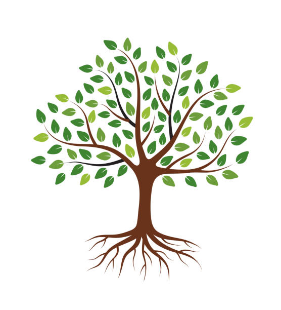 drzewo z zielonymi liśćmi i korzeniami. odizolowane na białym tle. - tree root environment symbol stock illustrations