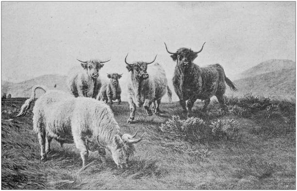 Antique painting illustration: 