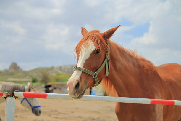 porträt eines lustigen roten pferdes. - cowboy blue meadow horizontal stock-fotos und bilder