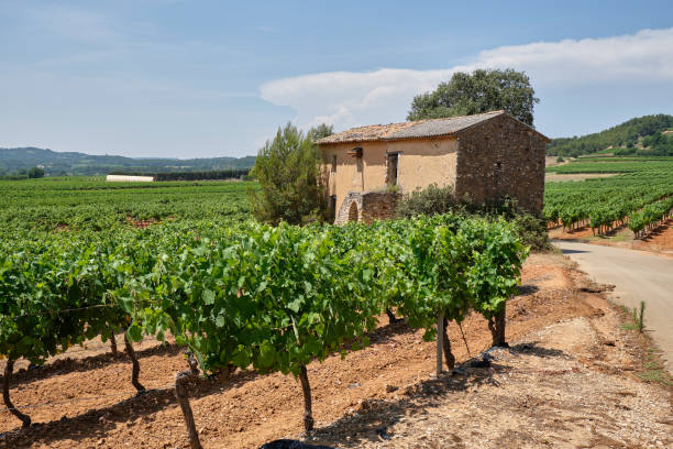 istock Small abandoned house in the vineyards 1163757707