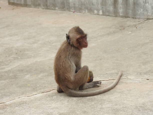istock Monkeys in a temple complex in Thailand 1163759146