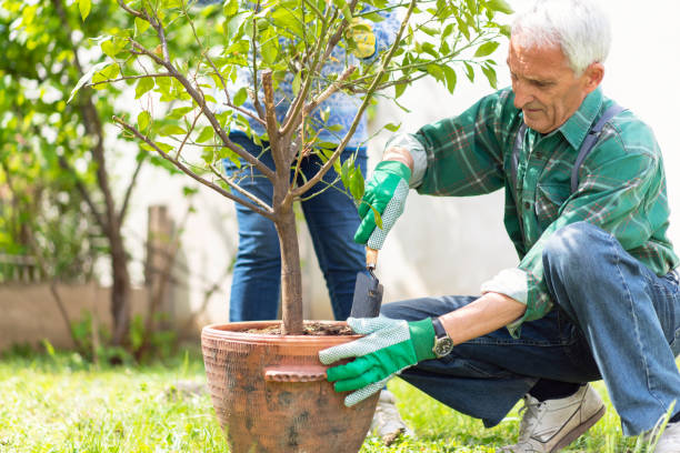 istock Senior man gardening in his yard 1163759272