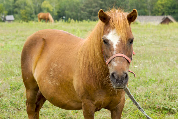 istock brown horse grazing on a green field on a summer day. 1163759782