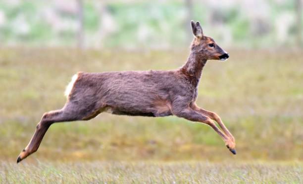 istock Roe deer running at Spurn Head 2, Humberside, England. 1163759986