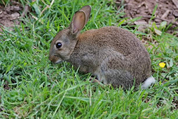 istock Wild European rabbit in Beeston, Cheshire, England 1163760014