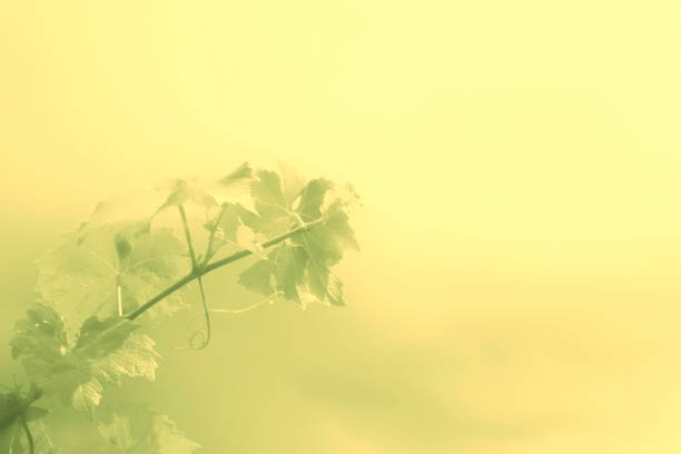 Abstract green background with branch of  as background for alcoholic or wine menu
