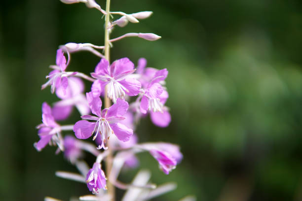 istock Beautiful purple Epidendrum flowers in the forest 1163761144