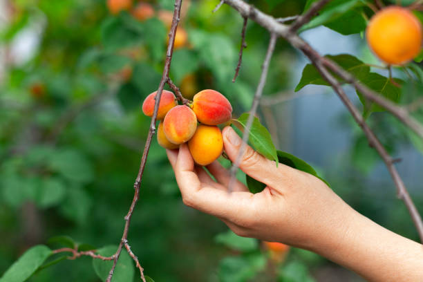 istock Woman picking ripe apricots 1163761167