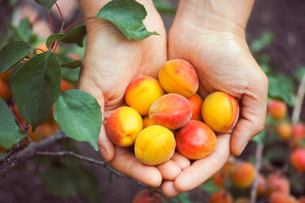 istock Fresh harvested apricots in hands 1163761168