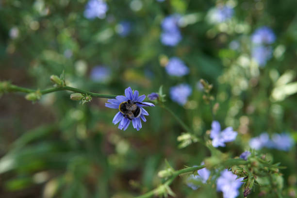 istock Bee on a beautiful blue Chicory flower macro photo 1163761484