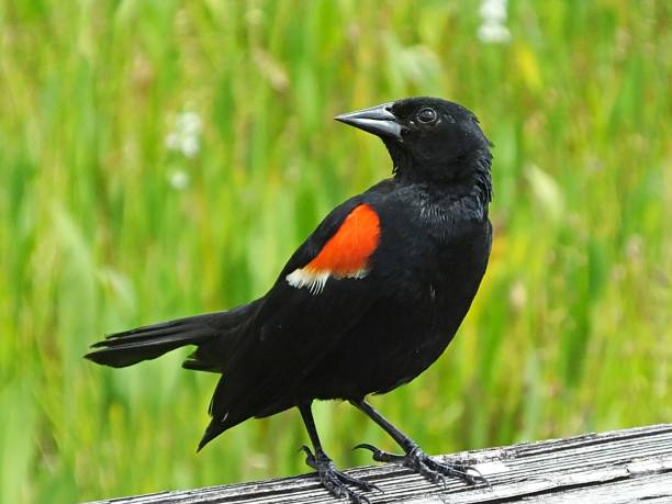 Photo of Red-winged Blackbird (Agelaius phoeniceus) on a wooden railing