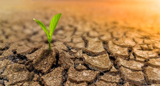 le concept de restauration de l'environnement la croissance des semis sur le sol fissuré, sol fissuré pendant la saison sèche affectée par le réchauffement climatique provoque le changement climatique, les pénuries d'eau. - dried plant photos et images de collection