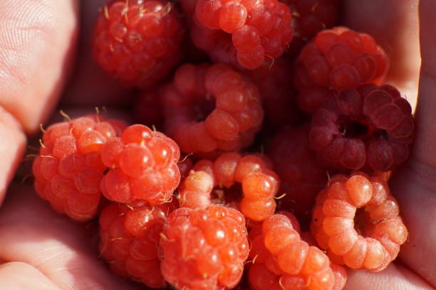 istock A handful of red forest raspberries closeup 1163762537