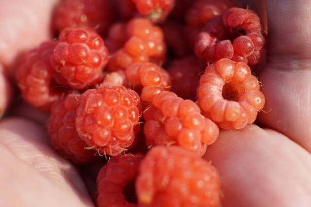 istock A handful of red forest raspberries closeup 1163763913