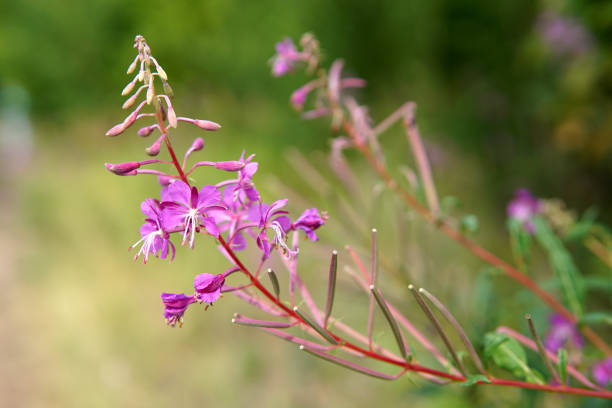 istock Beautiful purple Epidendrum flowers in the forest 1163763944