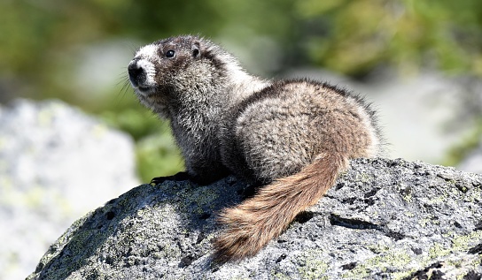 Mormots, a member of the squirrel family, also known as 'groundhogs,' live in the Whistler mountains, above the clouds.  Although shy and generally well hidden, they are very large and therefore easier to spot, once they come out of hiding.