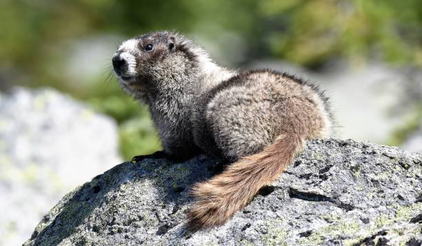hoary marmot 2, nad chmurami, w górach whistler, whistler, kolumbia brytyjska, kanada - groundhog animal animal behavior beauty in nature zdjęcia i obrazy z banku zdjęć