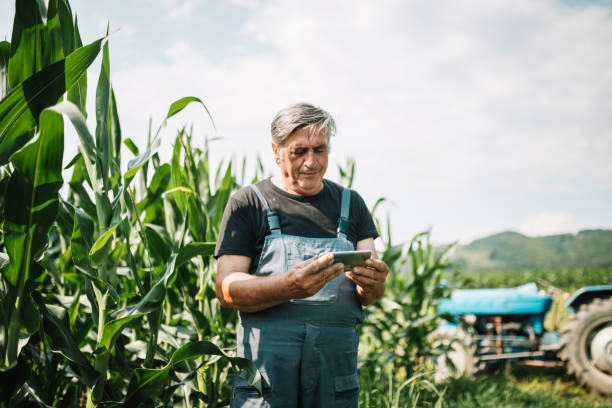 istock Senior farmer looking at smart phone in field 1163764678