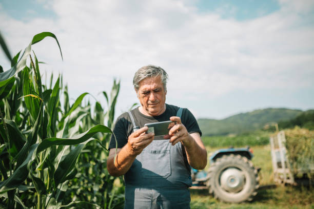istock Senior farmer looking at smart phone in field 1163764729