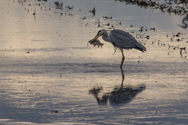 Grey heron (ardea cinerea) fishing in a rice field in a tilling day at sunset in Albufera of Valencia. Grey heron (ardea cinerea) fishing in a rice field in a tilling day at sunset in Albufera of Valencia, Valencia, Spain. big blue crane stock pictures, royalty-free photos & images