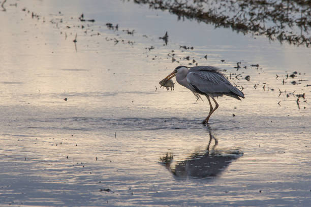 Grey heron (ardea cinerea) fishing in a rice field in a tilling day at sunset in Albufera of Valencia. Grey heron (ardea cinerea) fishing in a rice field in a tilling day at sunset in Albufera of Valencia, Valencia, Spain. big blue crane stock pictures, royalty-free photos & images