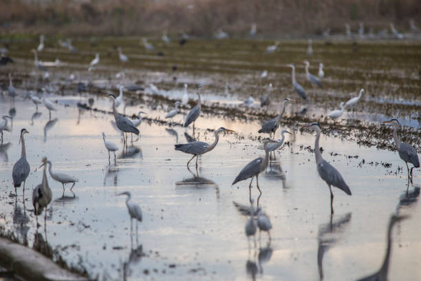 Rice field in Albufera of Valencia full of birds on a tilling day at sunset. Rice field in Albufera of Valencia full of birds on a tilling day at sunset, Valencia, Spain. big blue crane stock pictures, royalty-free photos & images