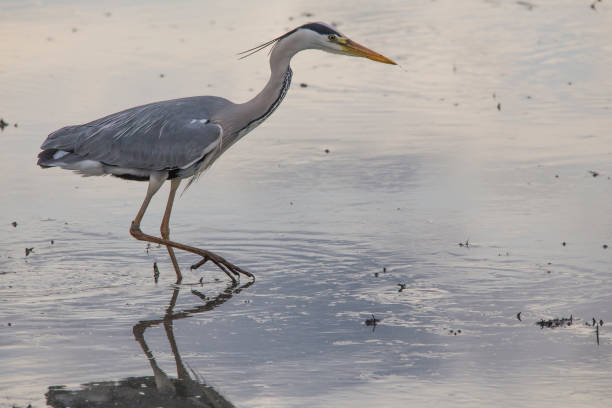 Grey heron (ardea cinerea) fishing in a rice field in a tilling day at sunset in Albufera of Valencia. Grey heron (ardea cinerea) fishing in a rice field in a tilling day at sunset in Albufera of Valencia, Valencia, Spain. big blue crane stock pictures, royalty-free photos & images