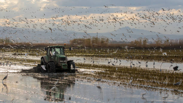 Tractor tilling a rice field in Albufera of valencia at sunset. Tractor tilling a rice field in Albufera of valencia at sunset, Valencia, Spain. big blue crane stock pictures, royalty-free photos & images