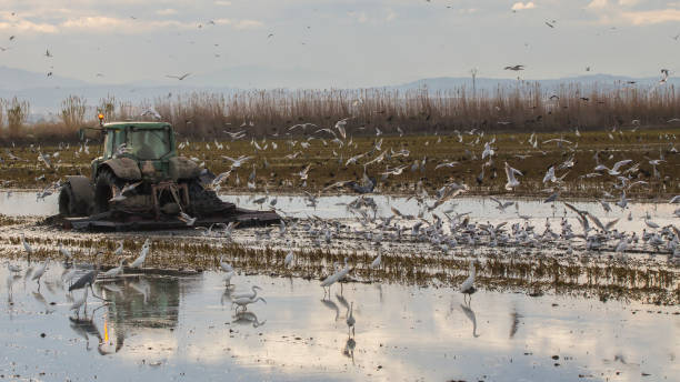 Tractor tilling a rice field in Albufera of valencia at sunset. Tractor tilling a rice field in Albufera of valencia at sunset, Valencia, Spain. big blue crane stock pictures, royalty-free photos & images