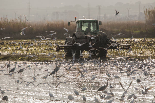 Tractor tilling a rice field in Albufera of valencia at sunset. Tractor tilling a rice field in Albufera of valencia at sunset, Valencia, Spain. big blue crane stock pictures, royalty-free photos & images