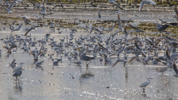 Rice field in Albufera of Valencia full of birds (grey heron in the mildle) on a tilling day at sunset. Rice field in Albufera of Valencia full of birds (grey heron in the mildle) on a tilling day at sunset, Valencia, Spain. big blue crane stock pictures, royalty-free photos & images