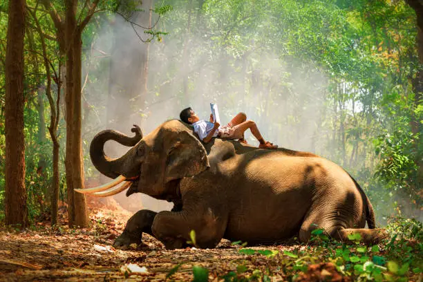 Photo of Thai students read books on the back of elephants. Boy read a book, and a large elephant with forest background, Tha Tum District, Surin, Thailand