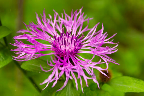 istock Flower burdock on a blurred background close-up. Bright flower burdock on a blurred background close-up. 1163767456