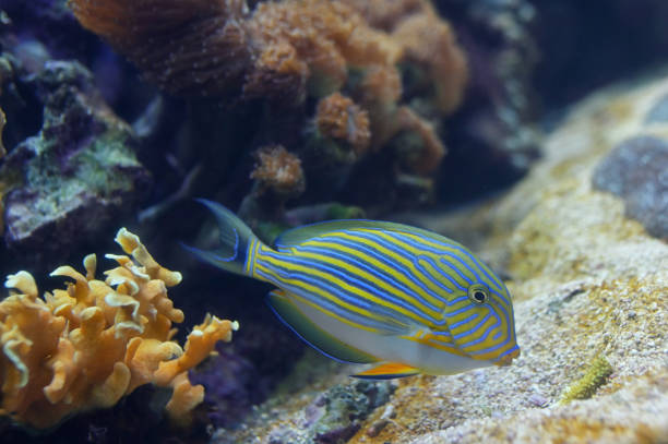 istock Tropical fishdetails - Acanthurus lineatus, Clown tang 1163768698