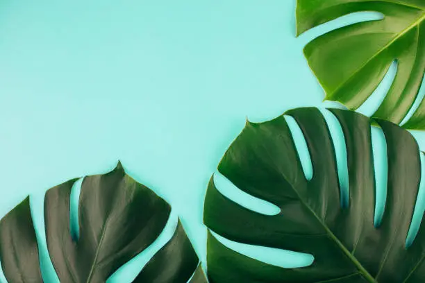 Photo of Three tropical jungle monstera leaves isolated on blue background.