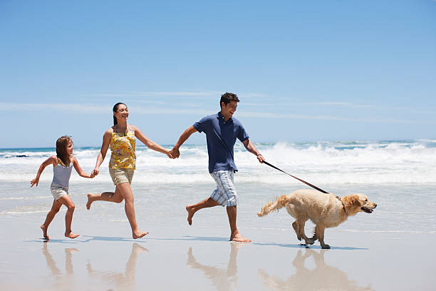 familie mit hund laufen am strand - family fun running couple stock-fotos und bilder