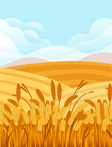 Wheat field illustration with rural landscape and good sunny day on background vertical banner design.