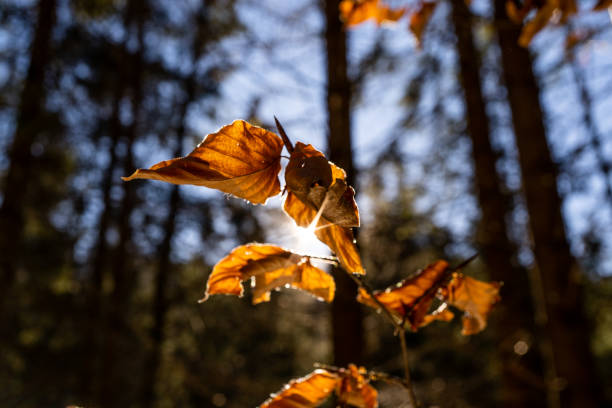 istock amazing brown leaf during sunset. macro photography of a leaf during fall in austria with a great sunset in the background. autumn leaf during sunset. brown leaf in autumn on a tree with the sun 1163772247