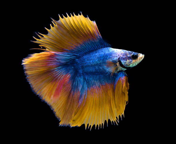 istock Blue and yellow Siamese fighting fish on blue background. 1163772303