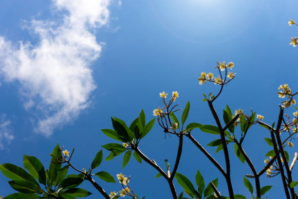 istock Plumeria flowers and blue sky background 1163772337