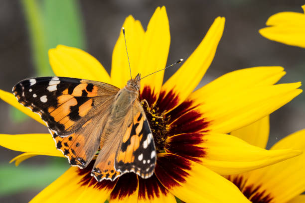 istock Butterfly Vanessa cardui sits on a yellow flower 1163772454