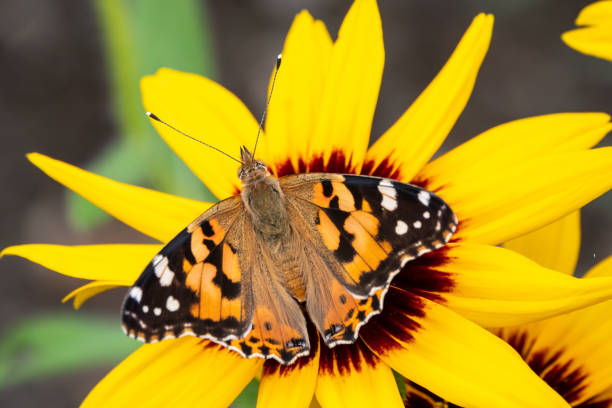 istock Butterfly Vanessa cardui sits on a yellow flower 1163772537