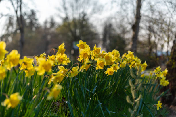 istock Focus on nature Flowers, leaves and stems 1163774639
