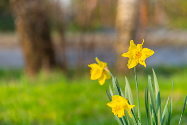 istock Focus on nature Flowers, leaves and stems 1163774647