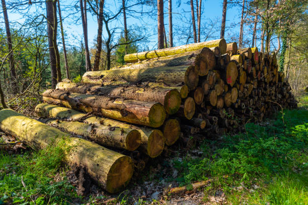 istock Focused motifs can be found during a walk through nature 1163774934
