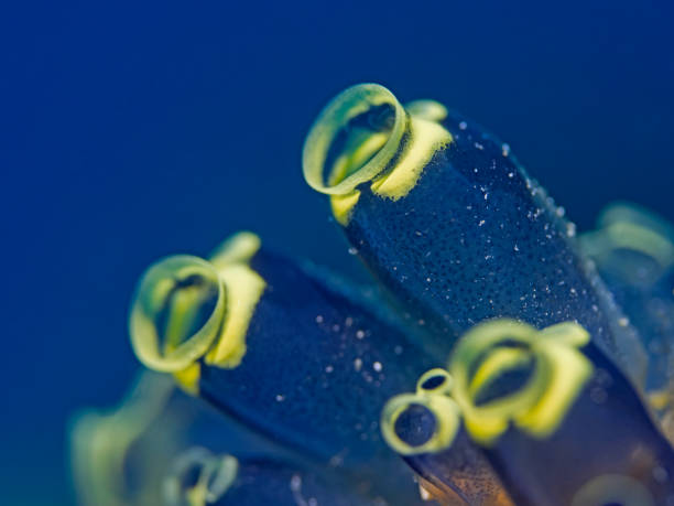 istock Stalked Ascidian, Seescheiden Kolonie (Clavelina robusta) 1163774990