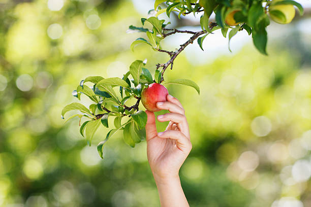 Hand reaching for plum on branch  plum tree stock pictures, royalty-free photos & images