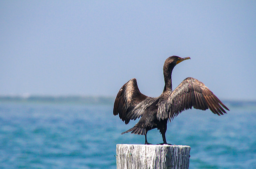 This beautiful feathered Double-Crested Cormorant bird is drying his/her colorful feathers in the intensely hot sun, in the bay, in Ocean City, New Jersey, USA, on July 19, 2019 11:56:51+0000.